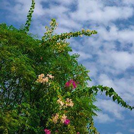 Rameen Tirmizi in Pakistan :: Behance