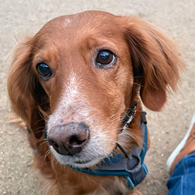 Alexander26131210ti4f