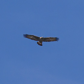 Dario-birder