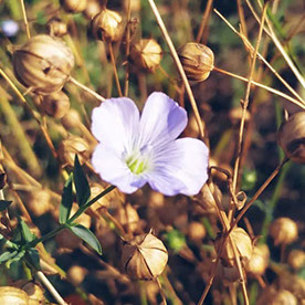 Antonina_Voshchenko4273