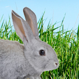 DigitalRabbit