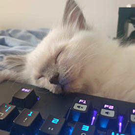 Meowica