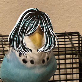 J.Z. Parakeet master