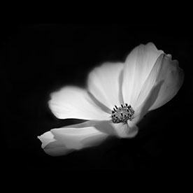 Christopher Hawes