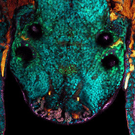 Behance profile picture for @microscopy