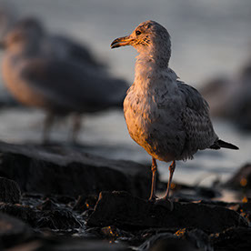 Charnjeet25846632v89f