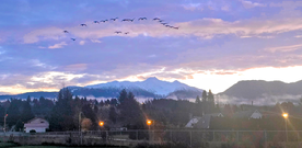 sincere_Flamingo154A