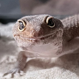 TexasGeckos