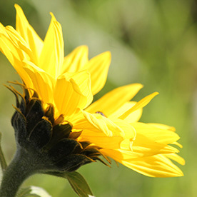 riet_bloemen9103