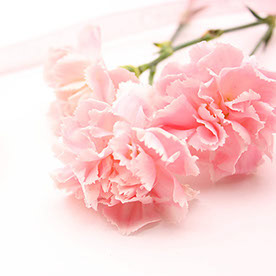 Maypal