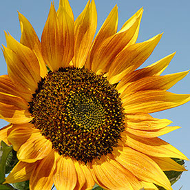 Behance profile picture for @sunflowers