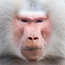 Behance profile picture for @baboon
