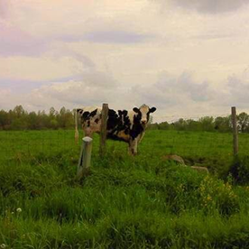 Incredible_athlete5FD3