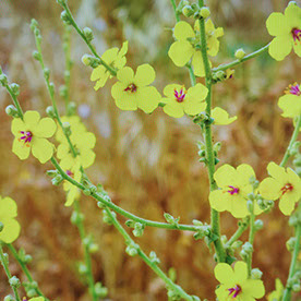 Maliflower73
