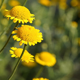 Inspiring_Brilliance157F