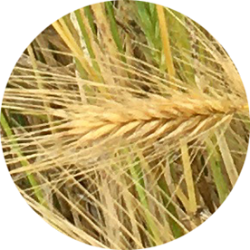 LauraOldtimerReturns