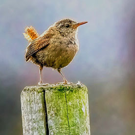 Clayton images wildlife