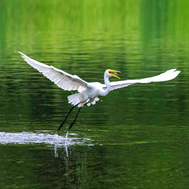 Dreamy_Songbird5E23