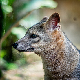 Behance profile picture for @Voyeur
