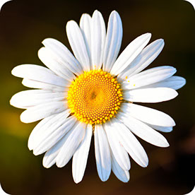 Daisy_674