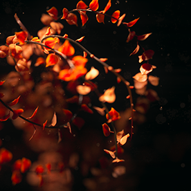 Behance profile picture for @bigotry