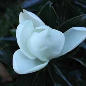 JACKANUNDA