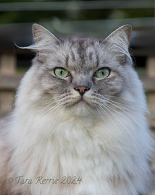kittee47