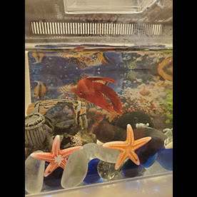 Sammy Red the Betta Fish